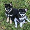pomsky_mom
