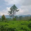 lhalaelsyaman