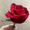 rocio_gadea