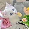 tukangmieayambest
