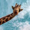atafrica40537492
