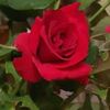 asfa5557