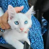 dorybluee