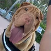 rayasharpei