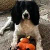 albertsdad