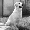 goldinou_uno23