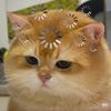 piinnx