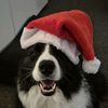cooperthebordercollie1