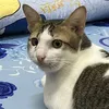 meokitten
