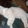 petslover326