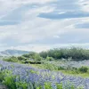 sjdhh_0