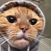 whiskaswalker