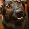 jangothesableshepherd