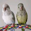 animal_loveuhh