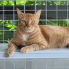 seanny_kucing