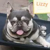 kingsdownfrenchies