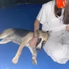 lizathebeagle_