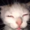 tezpusto