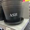 curtisashie