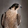 teer_alsaad