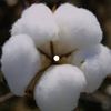 Cotton3KpoundsPerAcre