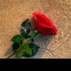 lagare__6