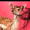haneen_797