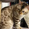 blanclebengal