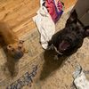 mooseandmyla