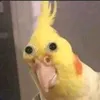 rc_pipizinho