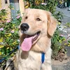 ayrongolden