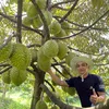 Tư Đầy Sầu Riêng