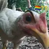 flamandaries