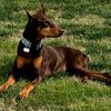dobermanowner1