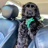 mrollie_thepoodle