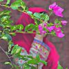 its.taslima24
