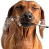 smokingdisorder
