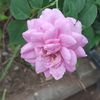 _mawarkoe.234
