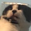 blep_bleep