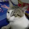meocutenhatthegioi_