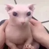 nhincaidigta