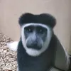 denysi