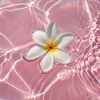 pinkyblooms.00