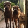 adogslifestyledownunder