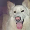 lokiwhitegermanshepherd