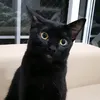 miausdebosta