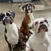myboxerkisses