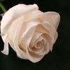 bilalalyoussef3