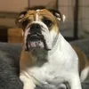loulou.diebulldogge
