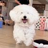 cotton_hayang